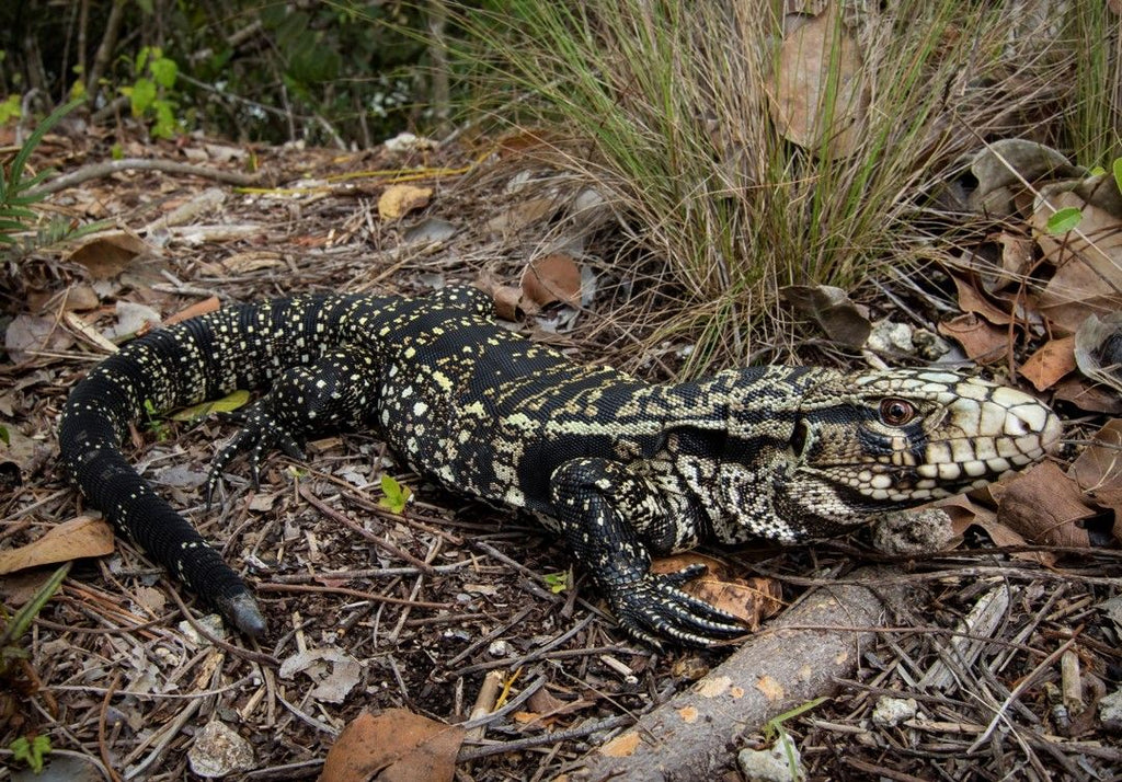 Argentine Black and White Tegu Information